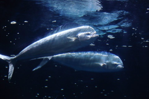 名古屋港水族館のシイラ-7