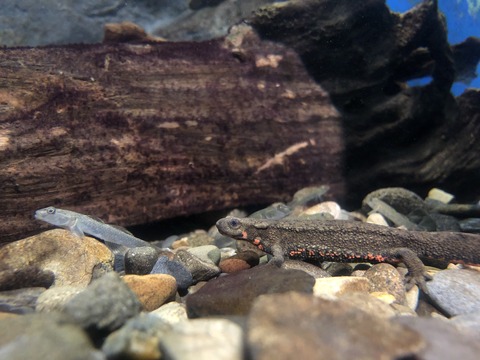 虹の森公園 おさかな館-6