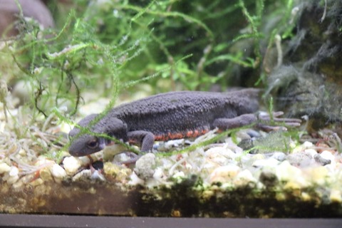 アクアトトのイモリ水槽-6