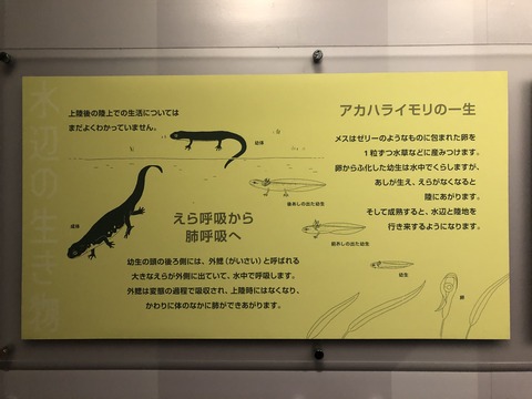 葛西臨海水族園 アカハライモリ水槽-3