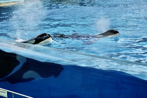 名古屋港水族館 リン 公開トレーニング-11