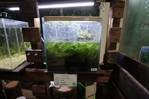 草津市立水生植物公園 みずの森-4