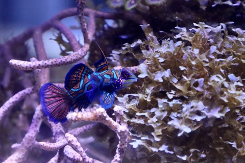 DMMかりゆし水族館-47