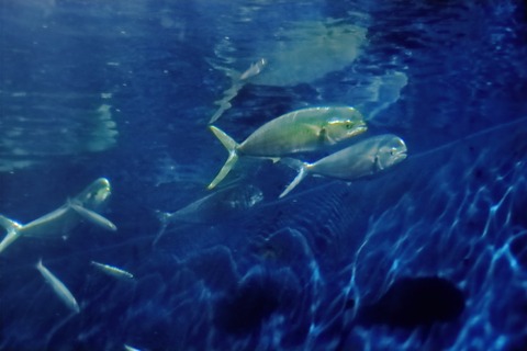 名古屋港水族館のシイラ-3