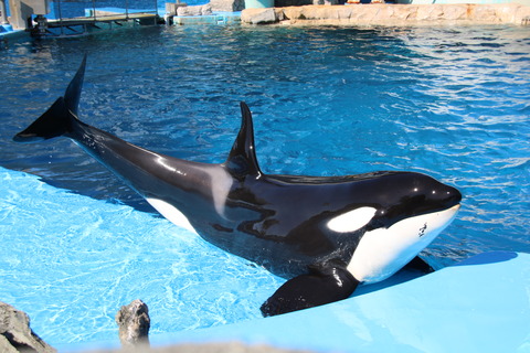 名古屋港シャチ-15