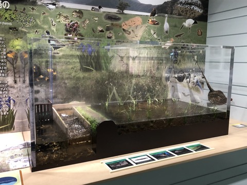 福井県海浜自然センター-20