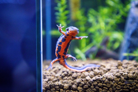 アクアトトぎふ アカハライモリの渥美種族-8