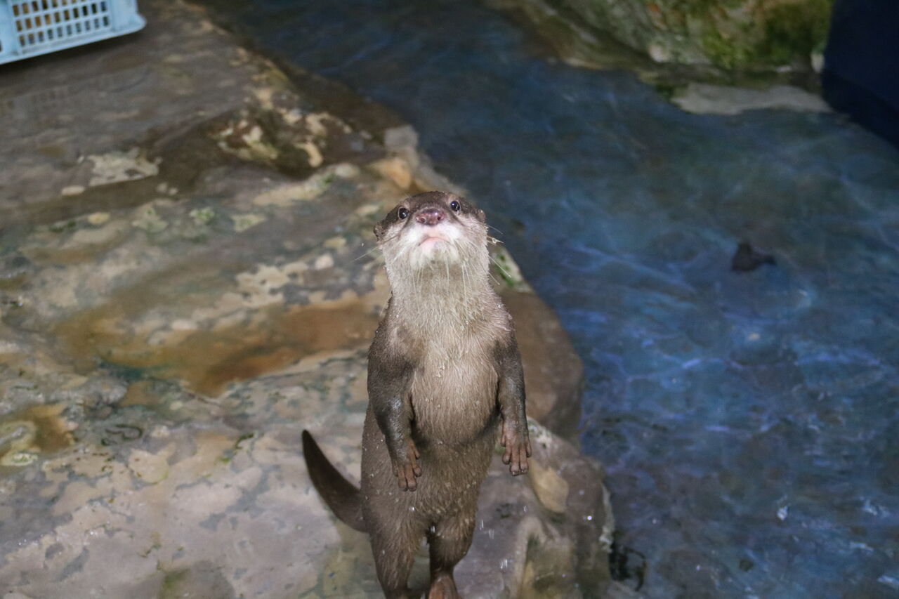 高松市屋島山上拠点施設リニューアル工事で新屋島水族館はどうなる 主食は水族館です