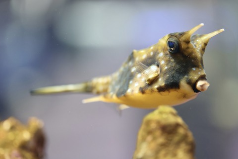 みなとやま水族館-20