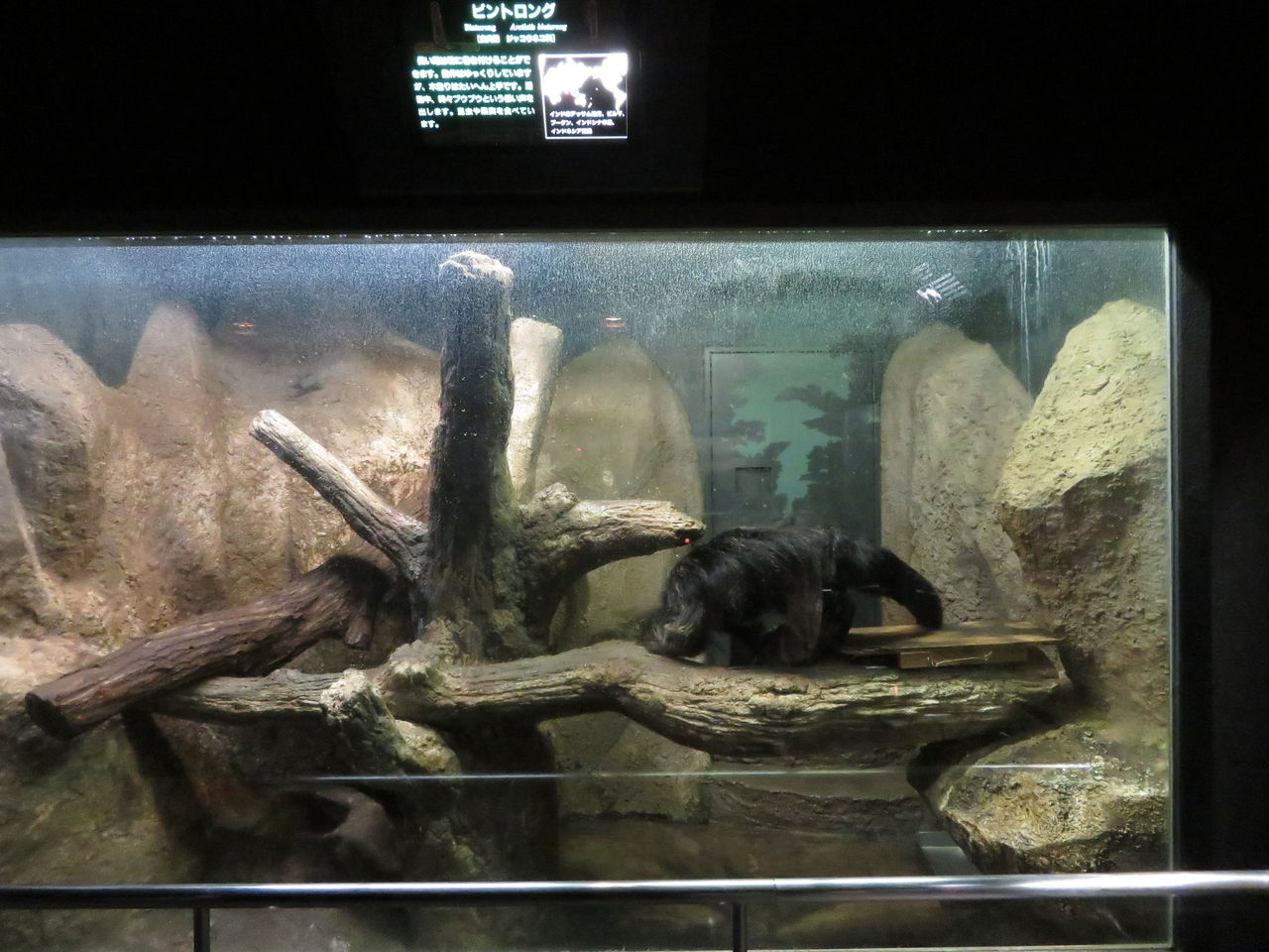 愛知県 東山動物園 自然動物館 主食は水族館です