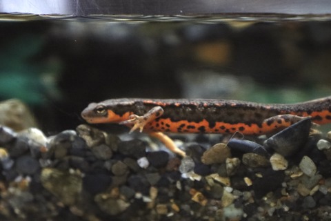 京都水族館のイモリ-2
