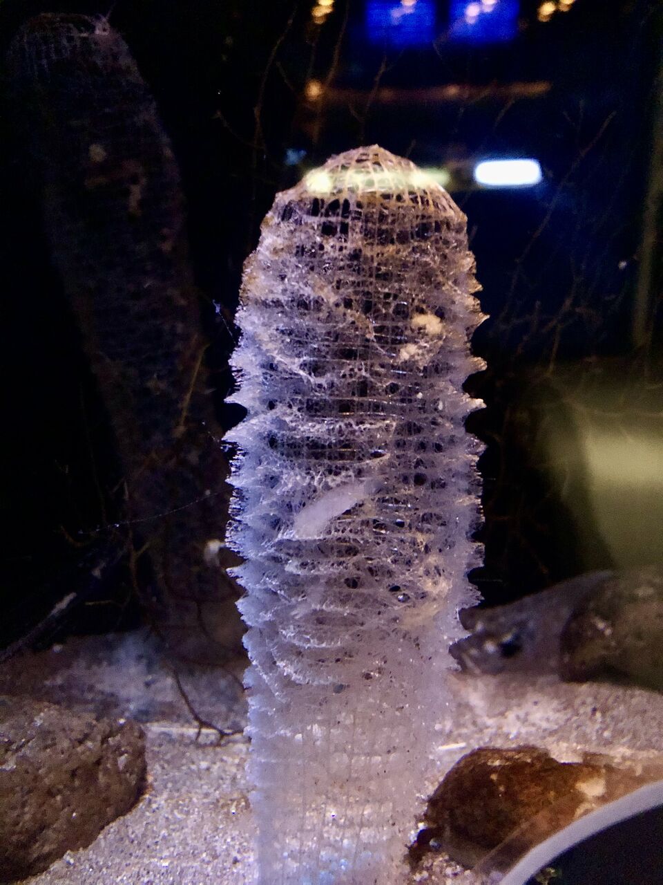 名古屋港水族館 消えたカイロウドウケツ : 主食は水族館です