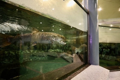 山方自然生態観察施設淡水魚館-14