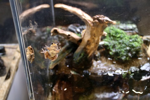 碧南海浜水族館-109