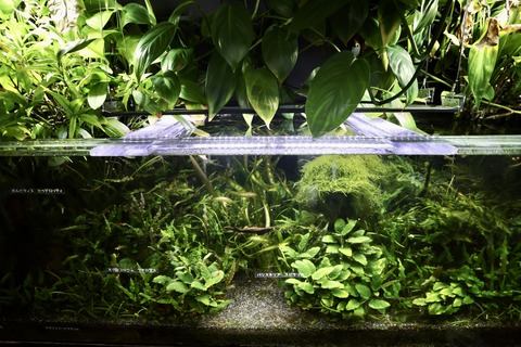 草津市立水生植物公園 みずの森-18