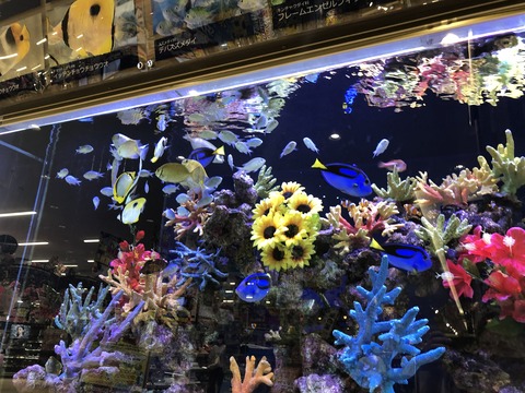 稲沢ドンキ水槽-7