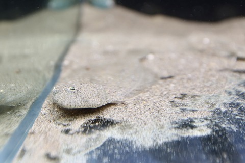 富山県栽培漁業センター-11