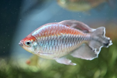 みなとやま水族館-27
