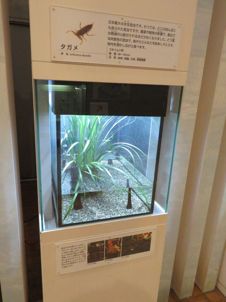 群馬県 ぐんま昆虫の森 主食は水族館です 群馬県 ぐんま昆虫の森 主食は水族館です