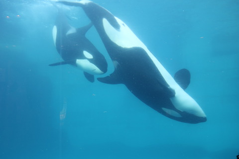 名古屋港水族館 シャチ2021-7