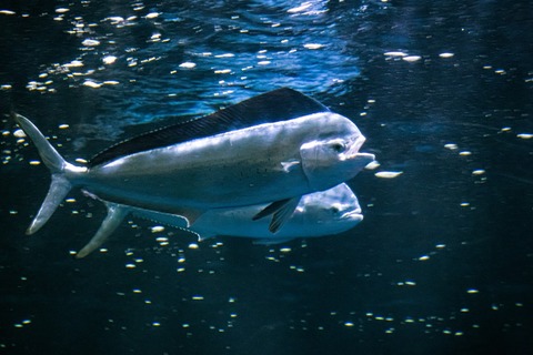 名古屋港水族館のシイラ