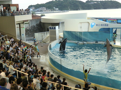 新江ノ島水族館-31