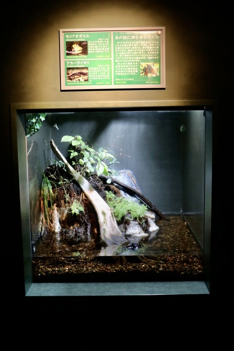 アクアトトのイモリ水槽-1