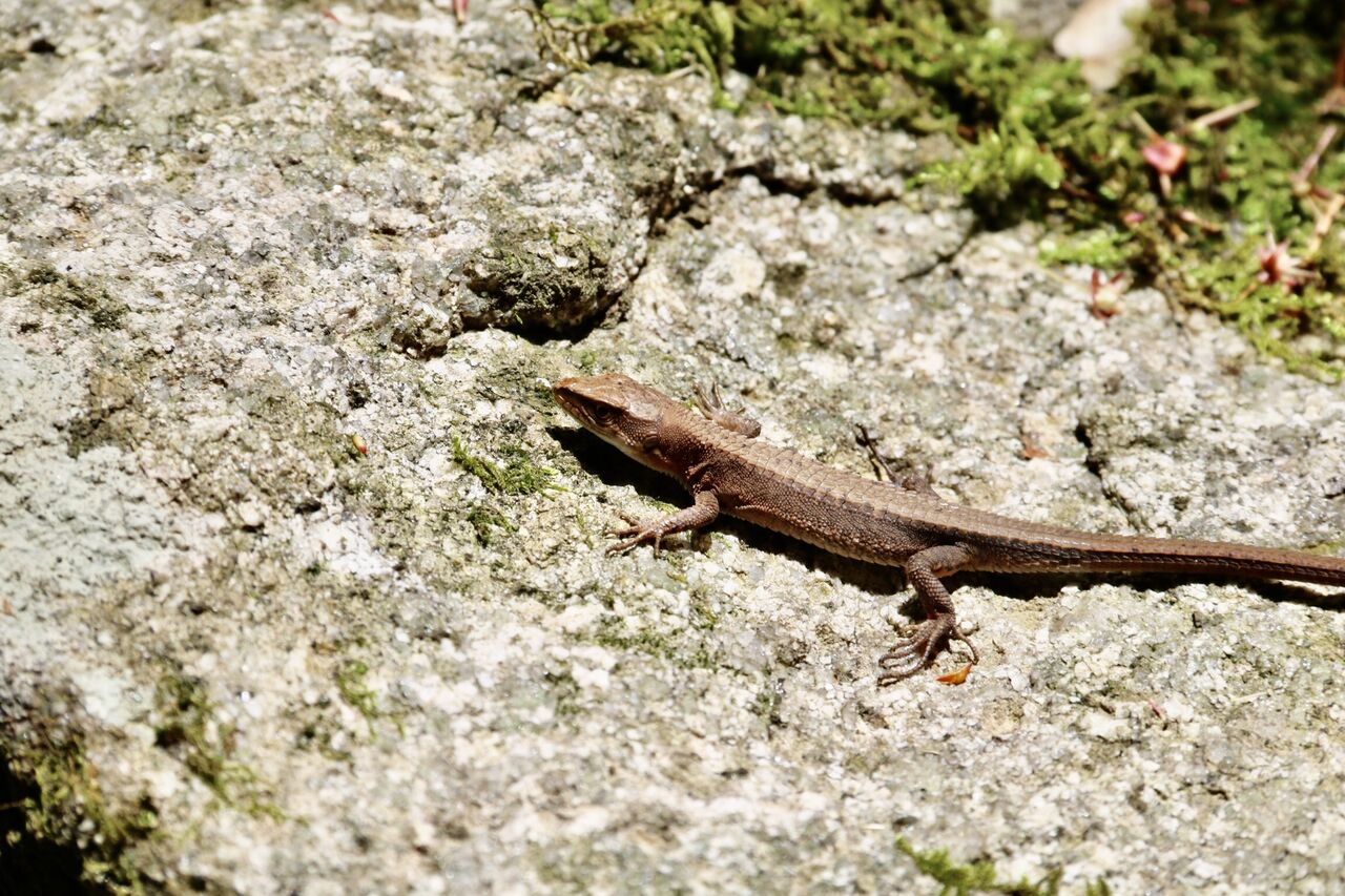 コロナ禍に癒しをくれるカナヘビたち 主食は水族館です コロナ禍に癒しをくれるカナヘビたち 主食は水族館です