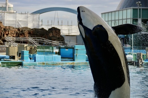 名古屋港水族館 リン 公開トレーニング-28