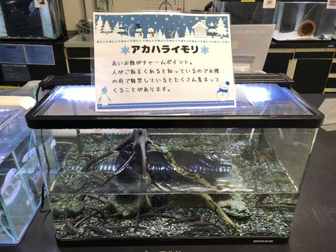 ウォットイモリ-1