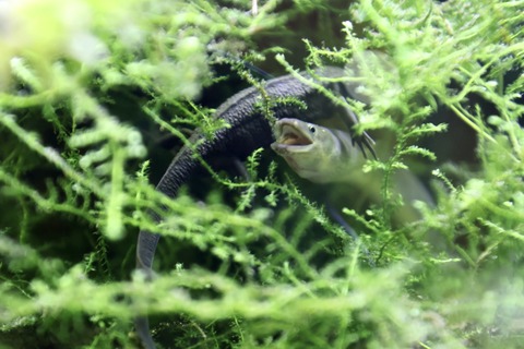 竜洋昆虫自然観察公園イモリ-5