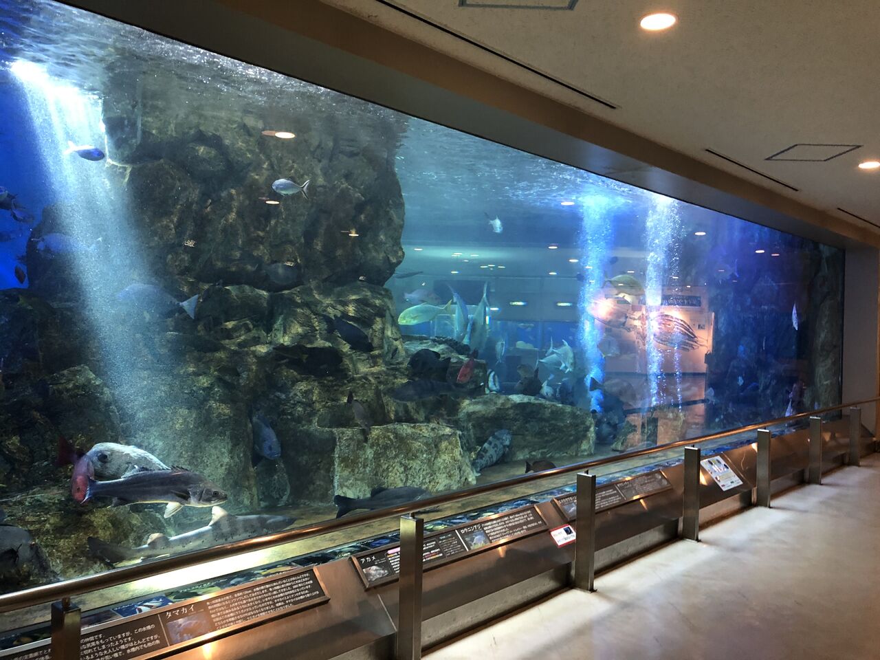 京都府 関西電力 宮津エネルギー研究所 丹後魚っ知館 主食は水族館です 京都府 関西電力 宮津エネルギー研究所 丹後魚っ知館 主食は水族館です