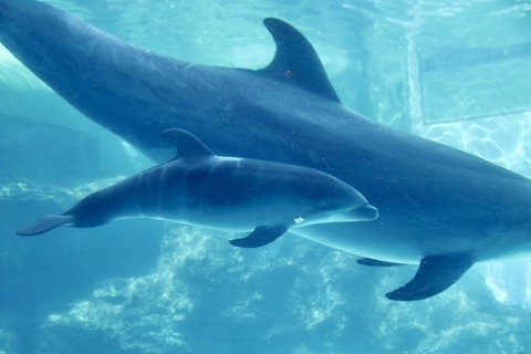 名古屋港 バンドウイルカ 赤ちゃん-7