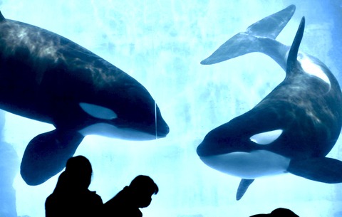 名古屋港水族館 リン 公開トレーニング-4