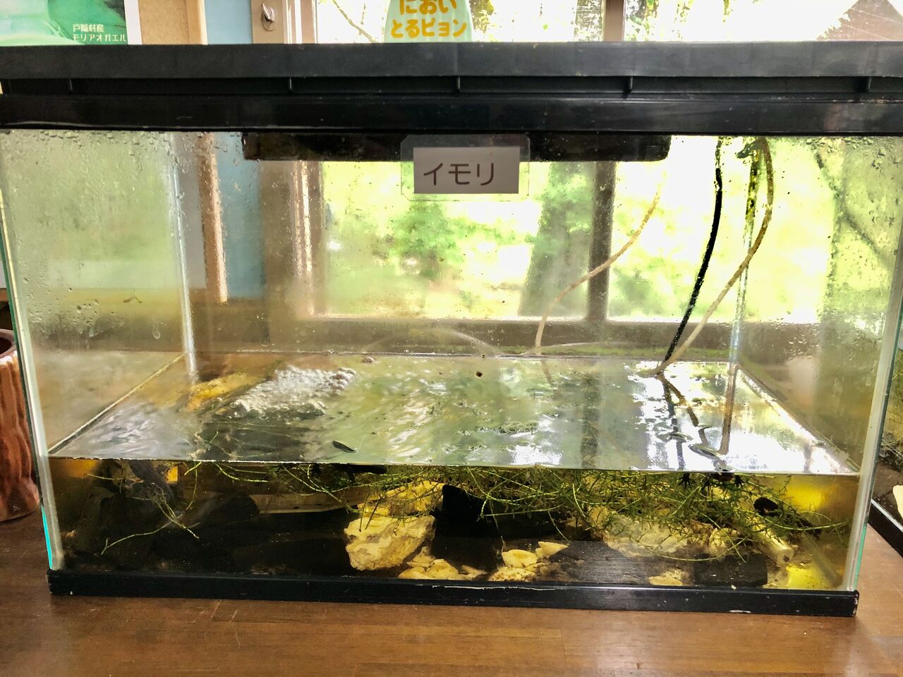 長野県)茶臼山高原両生類研究所 カエル館 : 主食は水族館です