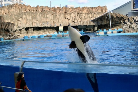 名古屋港水族館 リン 公開トレーニング-39