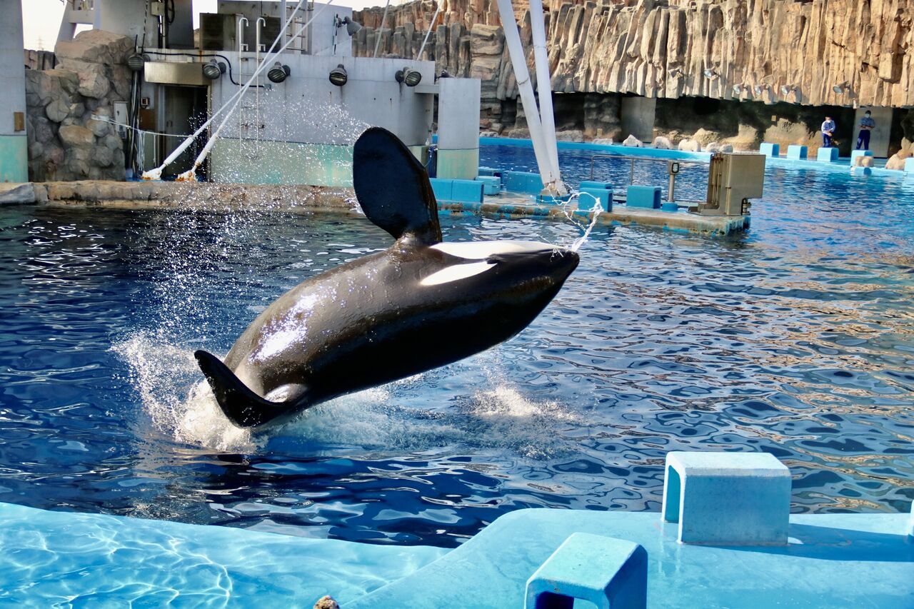 名古屋港水族館 シャチのアースの公開トレーニング 21年4月 主食は水族館です 名古屋港水族館 シャチのアースの公開トレーニング 21年4月 主食は水族館です