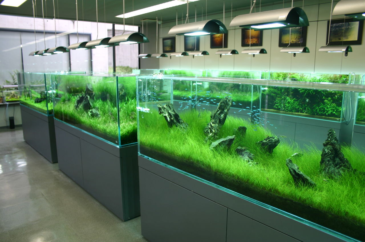 30dayaquariumchallenge にチャレンジ 主食は水族館です 30dayaquariumchallenge にチャレンジ 主食は水族館です