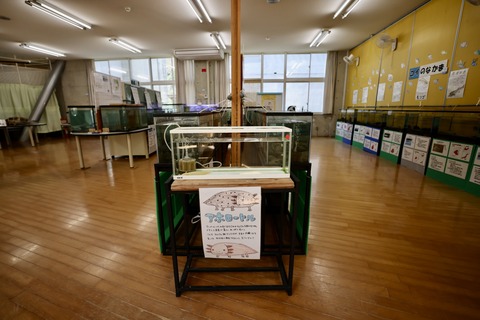 ひみラボ水族館-18