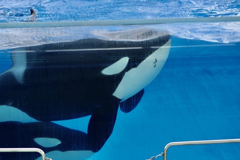 名古屋港水族館 リン 公開トレーニング-17