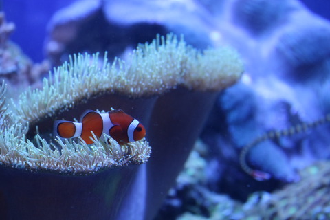 名古屋港オイランヨウジ-3