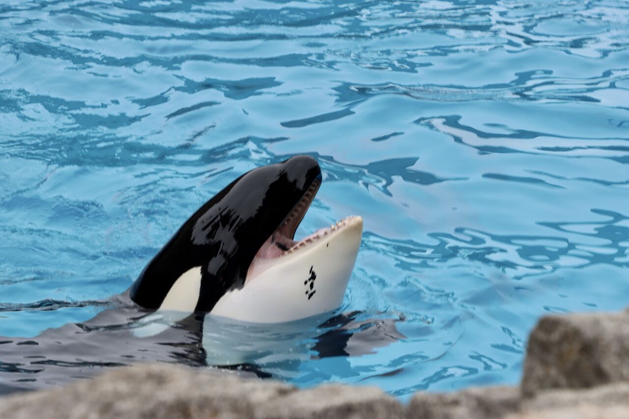 名古屋港水族館 シャチのリンの公開トレーニング 22年2月 主食は水族館です