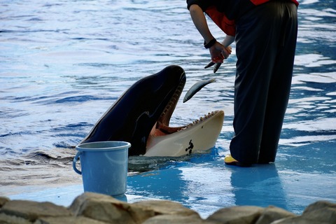 名古屋港水族館 リン 公開トレーニング-36