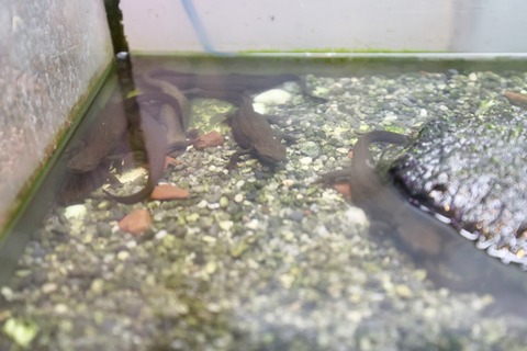 山方自然生態観察施設淡水魚館-6