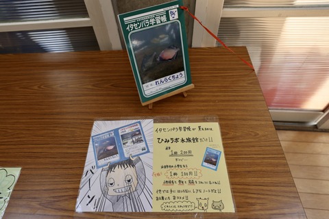 ひみラボ水族館-20