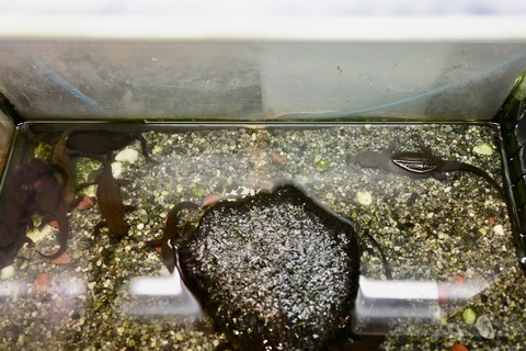 山方自然生態観察施設淡水魚館イモリ-2