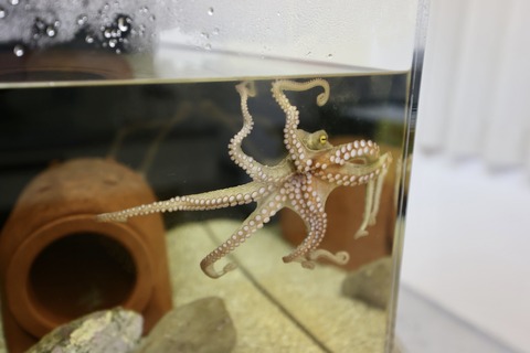 くにみクラゲ公民館-11