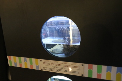 名古屋市科学館 生きものヤラリー-7