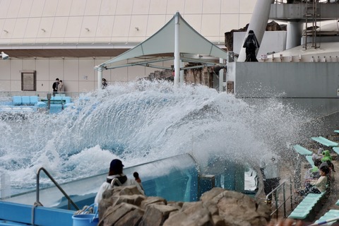 名古屋港シャチのリン公開トレーニング-14