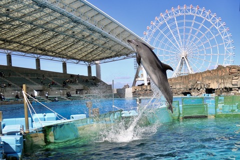 名古屋港 バンドウイルカ 赤ちゃん-15